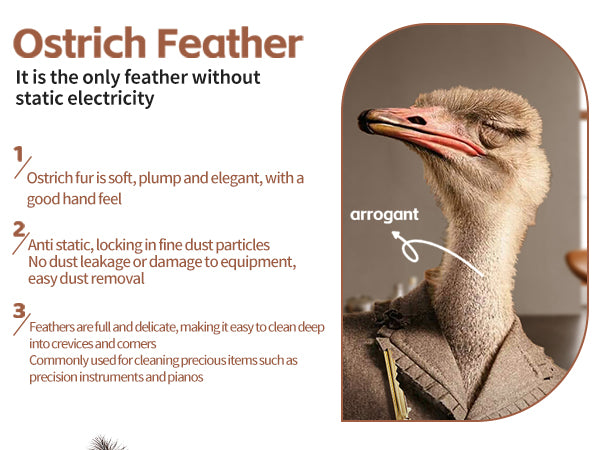 Ostrich beech lightweight and compact dust duster, a powerful tool for sweeping dust; Overseas explosive products