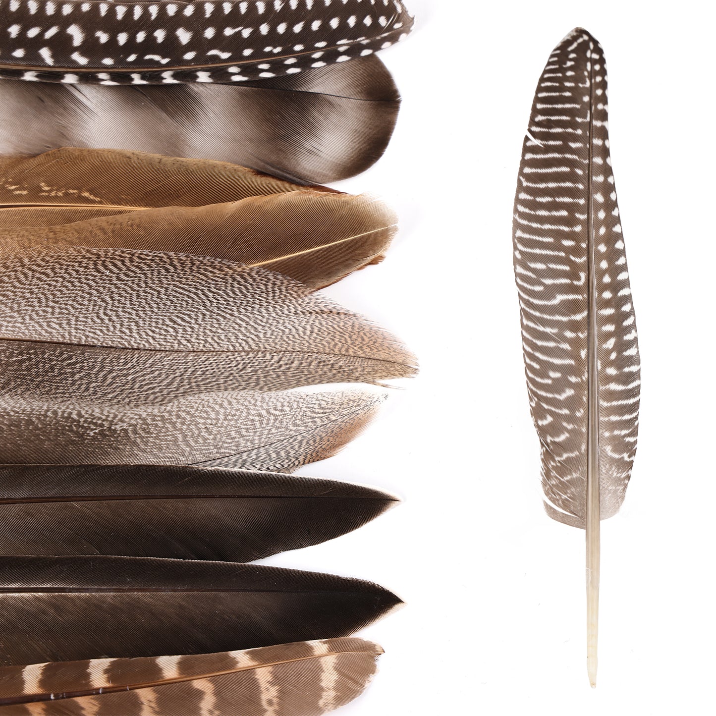 Natural wild bird feather combination 6-8 inches used for carnival parties, birthday parties, commercial bonfire parties, and decorative wild bird feather headpieces