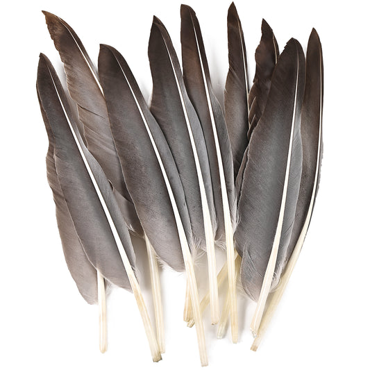 Wholesale Free Samples Natural 12pc Goose Pointers Wing Feathers for Carnival for Crafts Feathers